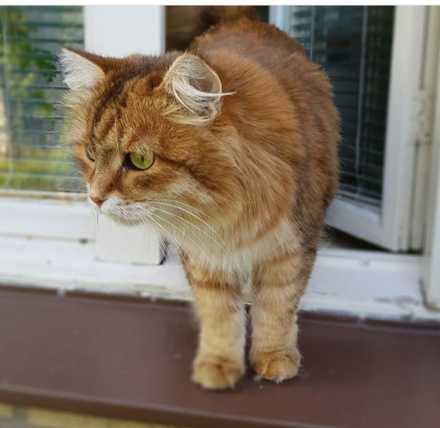 Sibirisk katt Quirk