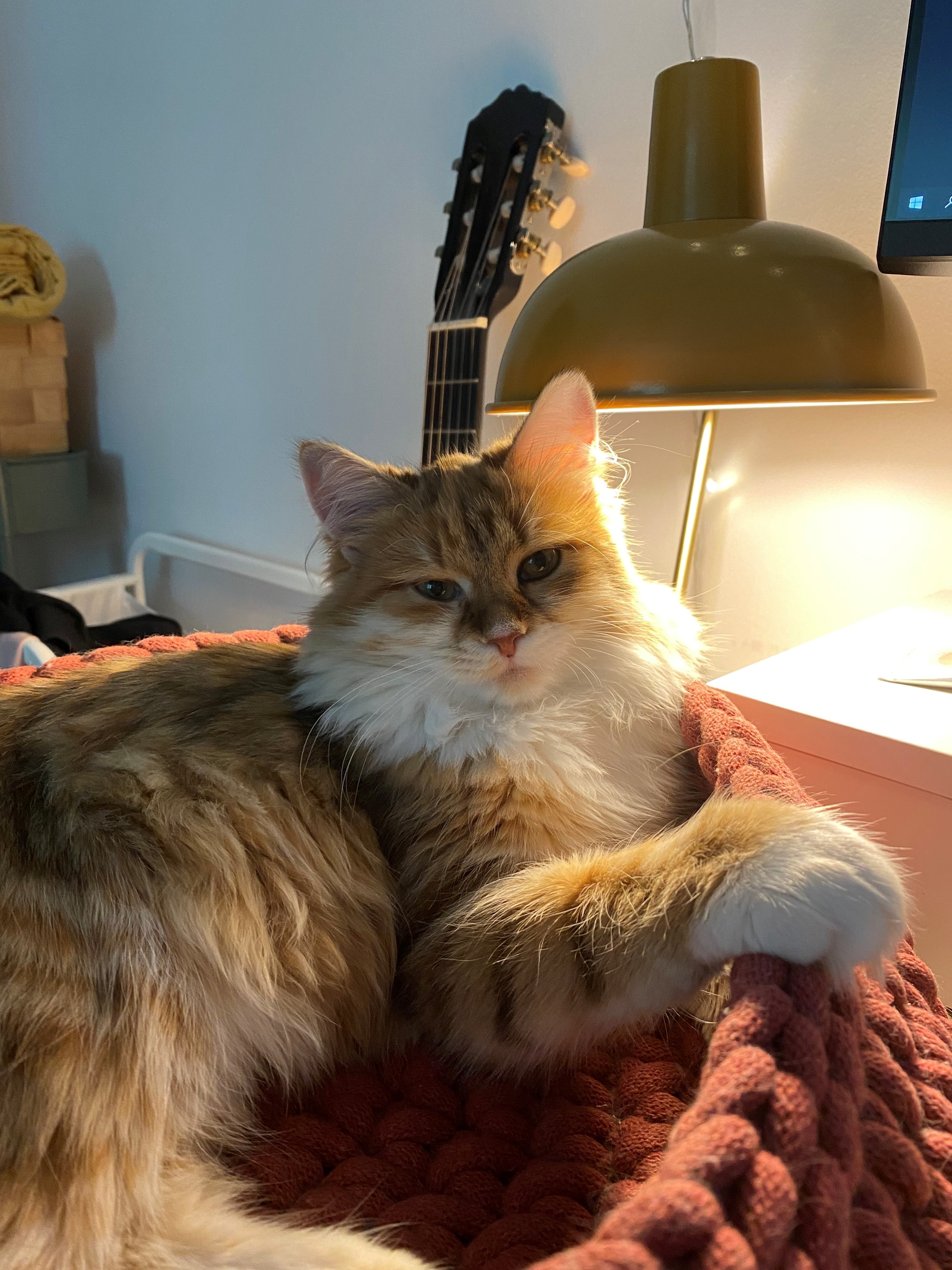 Sibirisk katt Bella