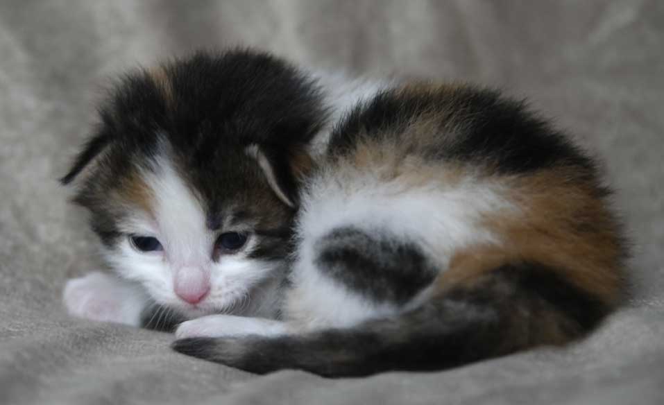Sibirisk kattunge Edda