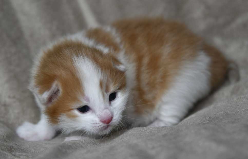 Sibirisk katt Elvis