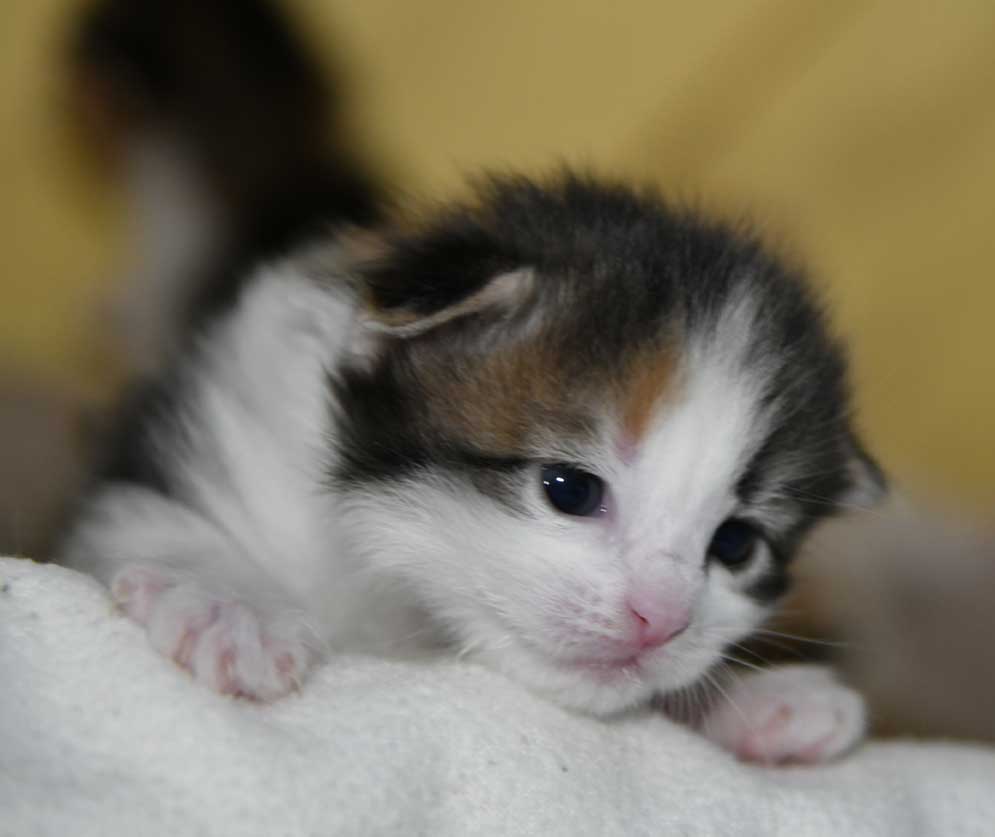 sibirisk kattunge Edda