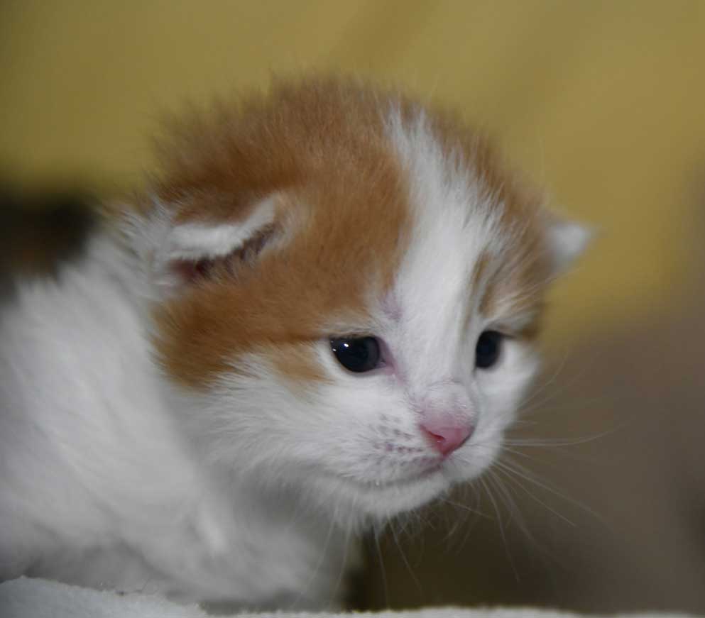 sibirisk kattunge Elvis