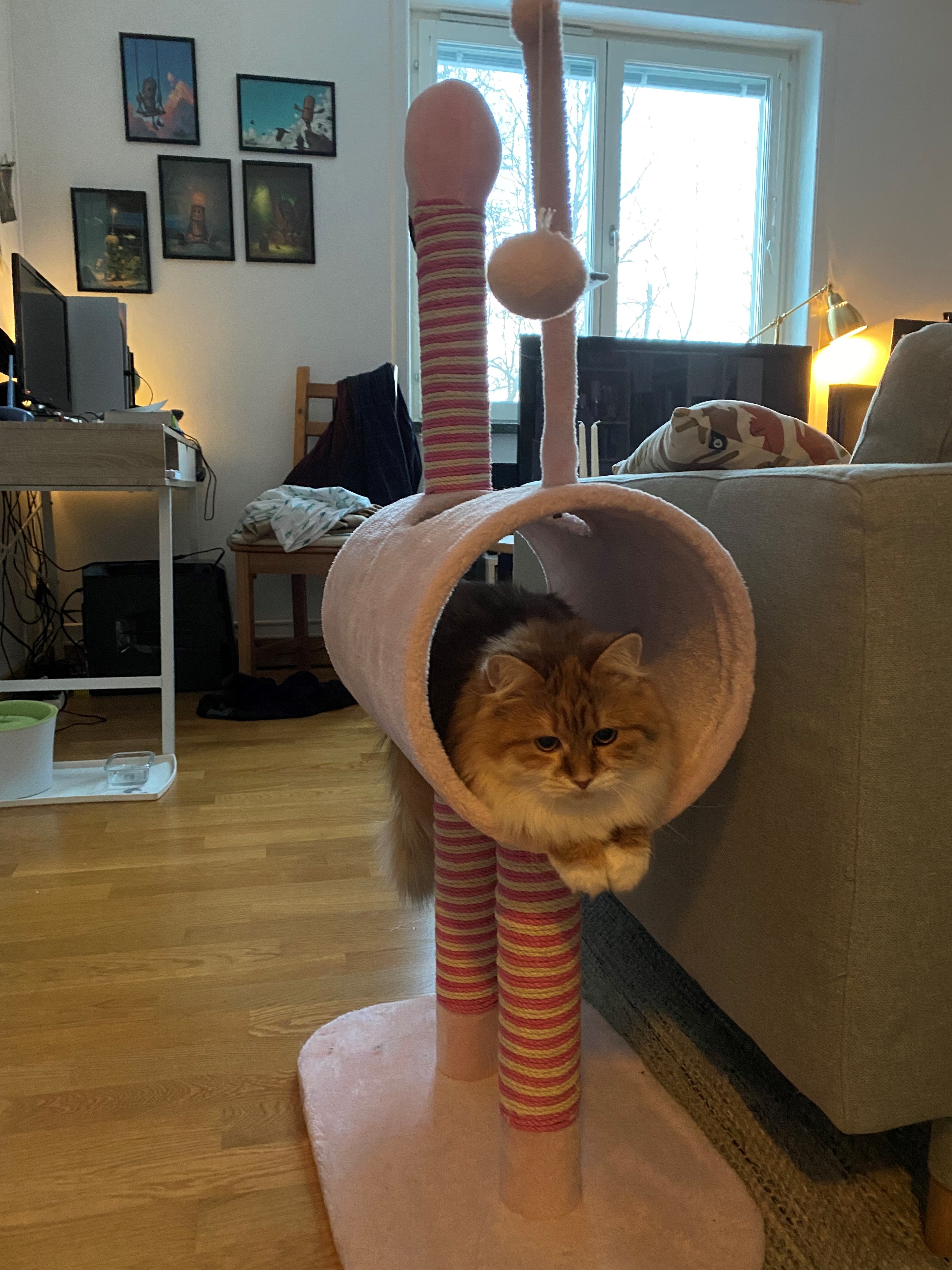 Sibirisk katt Bella