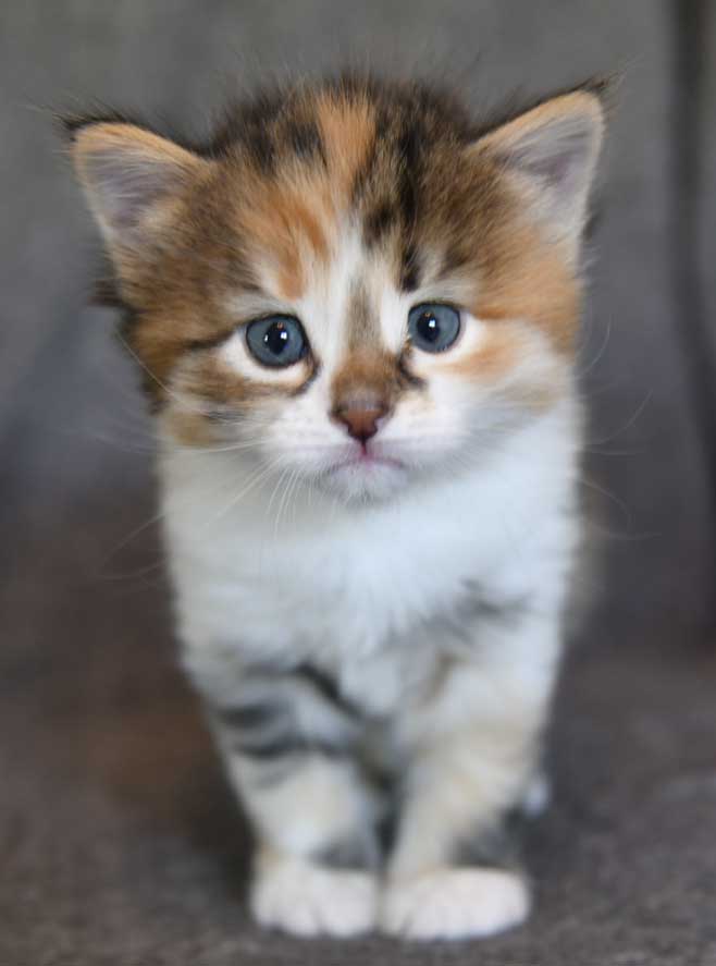 Sibirisk kattunge Ebella