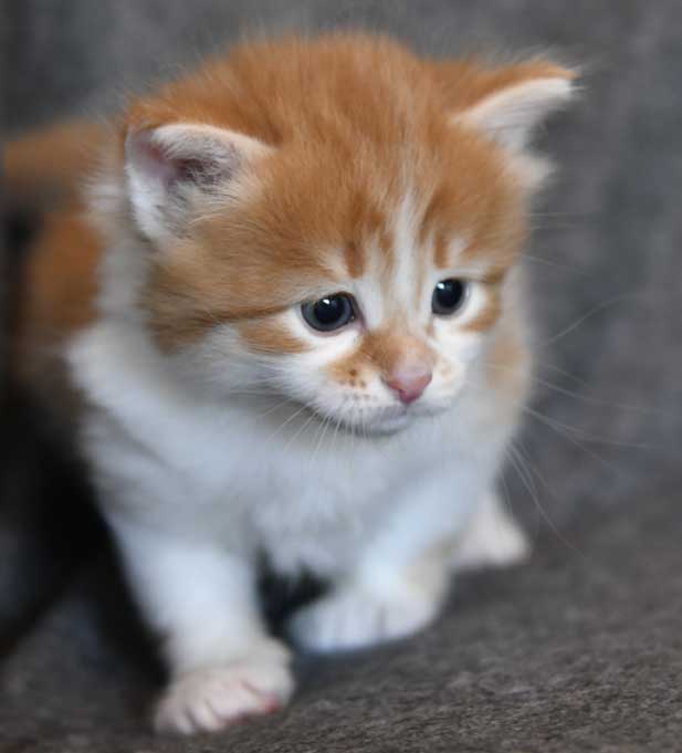 Sibirisk katt Edwin