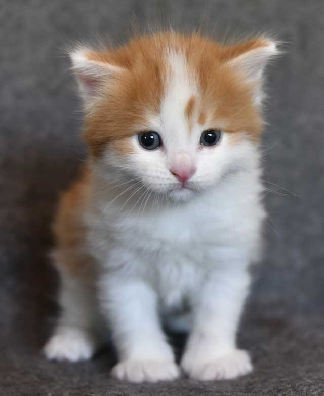 Sibirisk kattunge Elvis