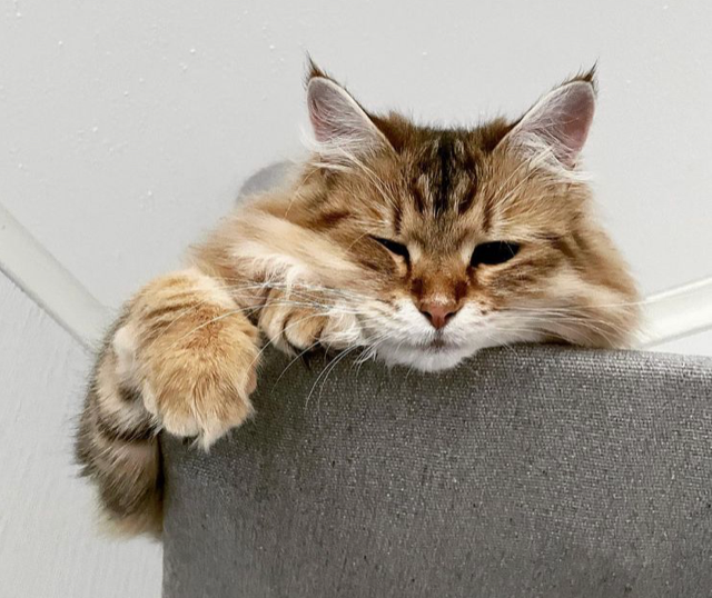 Sibirisk katt Yoko