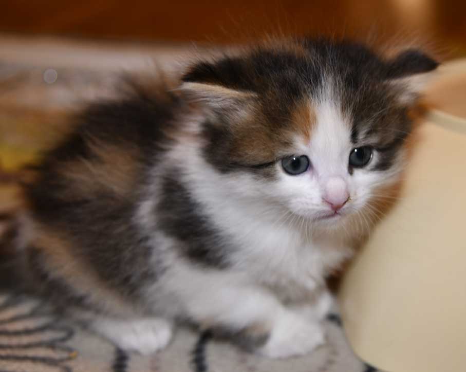 Sibirisk kattunge Edda