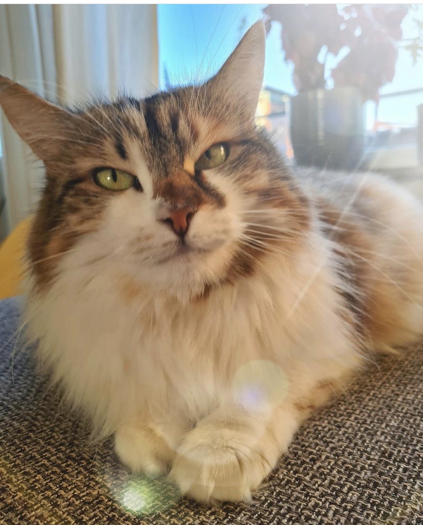 Sibirisk katt Himalia