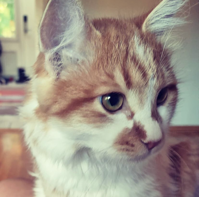 Sibirisk katt Antares