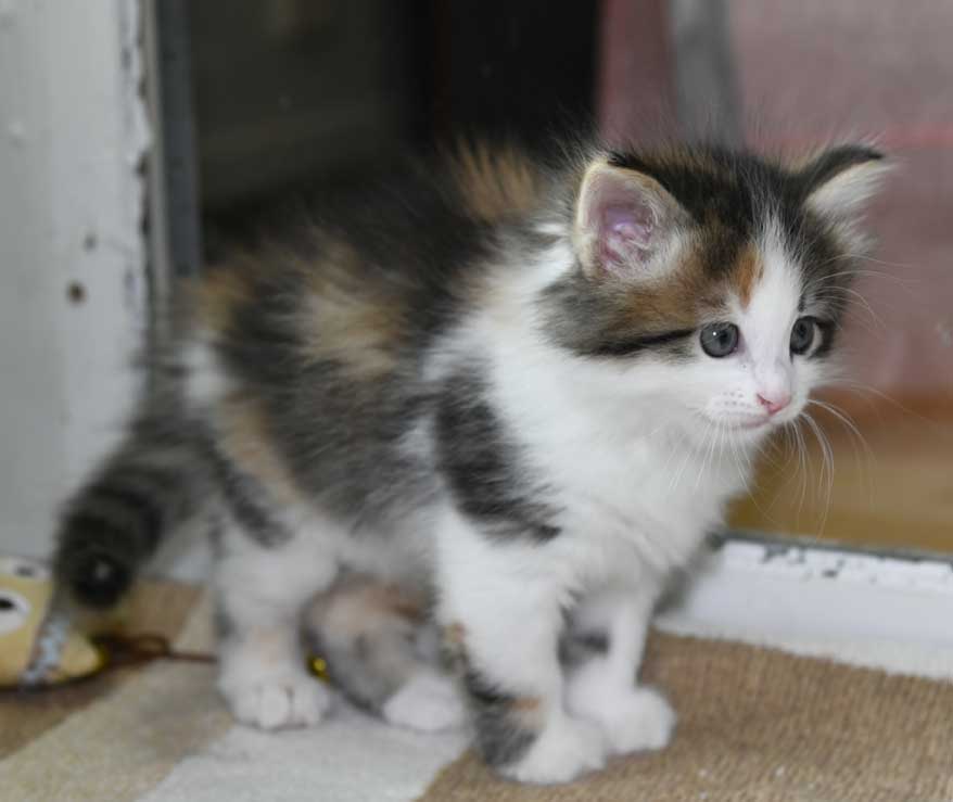 Sibirisk kattunge Edda