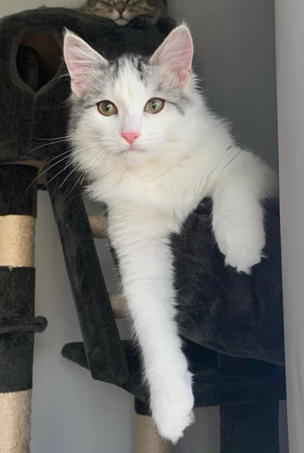 sibirisk katt Caesar