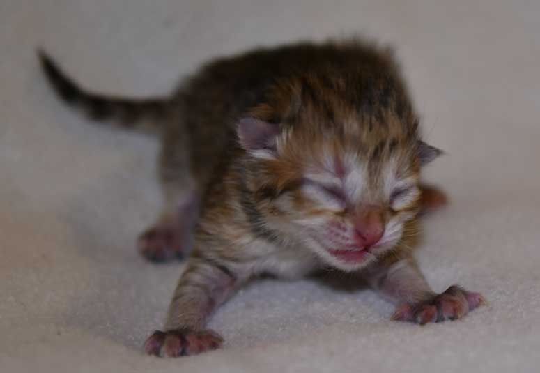 Sibirisk kattunge Florentina