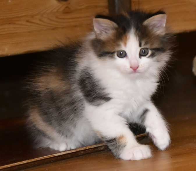 Sibirisk kattunge Edda