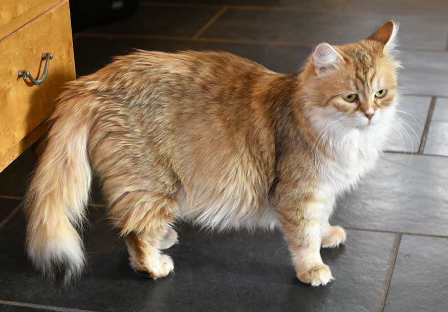 Sibirisk katt Uni