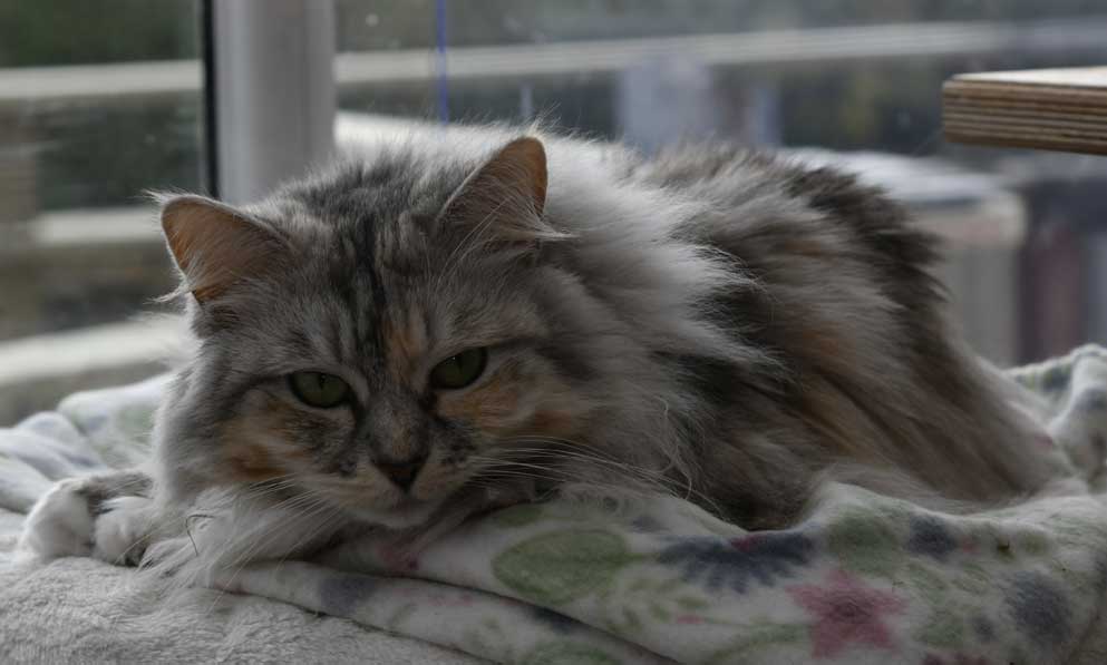 Sibirisk katt Zinnie