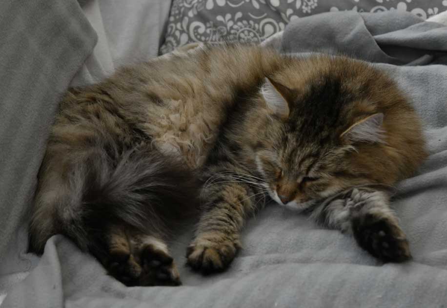 Sibirisk katt Gabbie