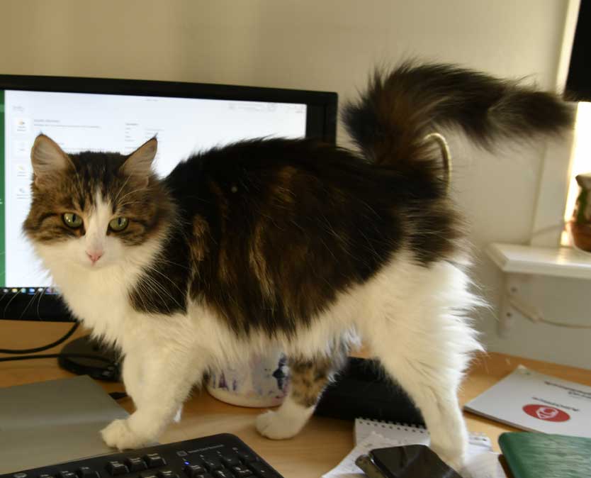 Sibirisk katt Vickie