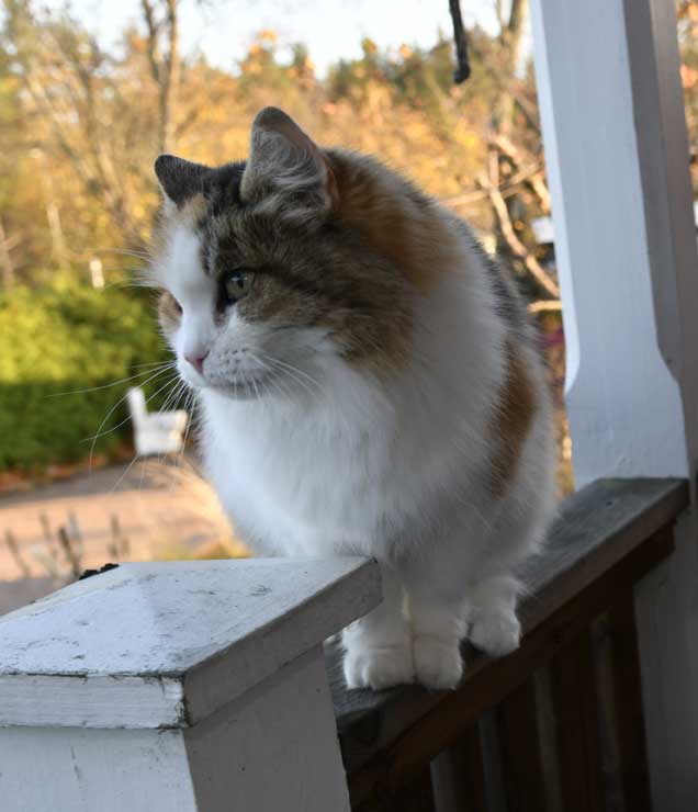 Sibirisk katt Colbie