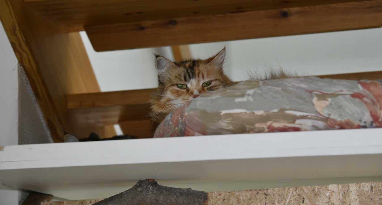 Sibirisk katt Vickie o Dani