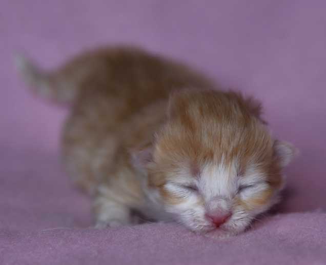 sibirisk kattunge Flynn