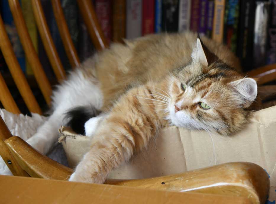 Sibirisk katt Dani