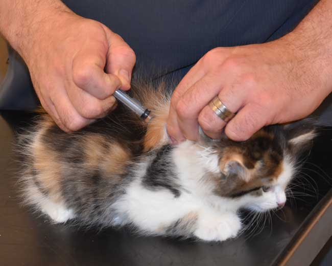 Sibirisk kattunge Edda