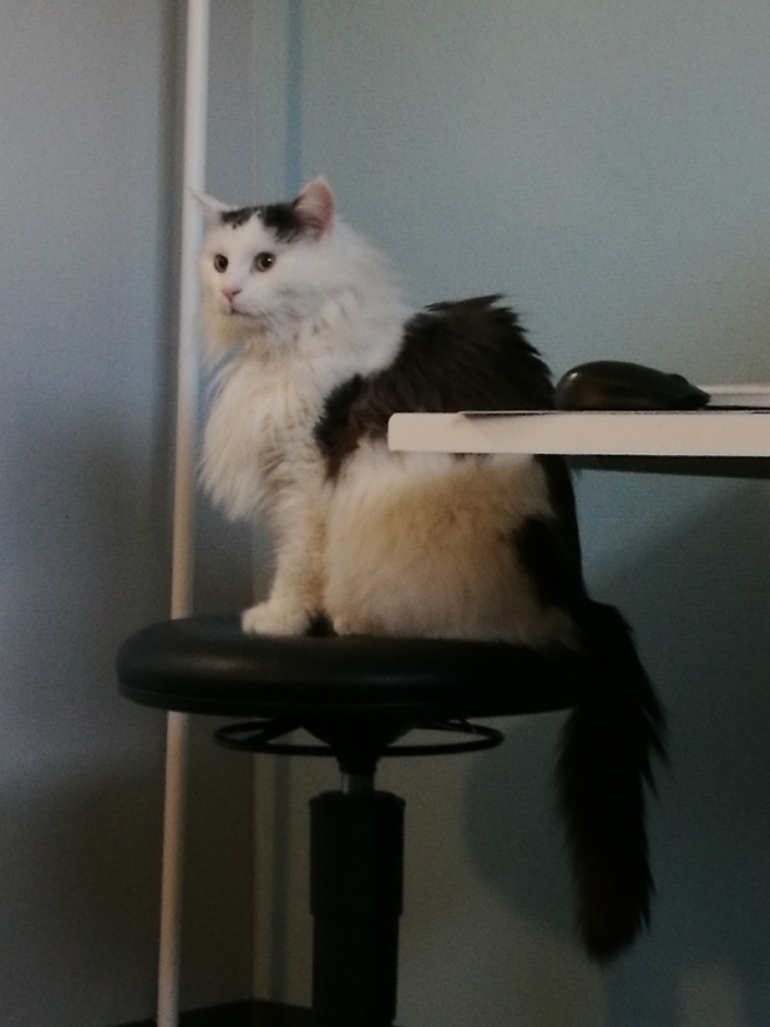 Sibirisk katt Junior