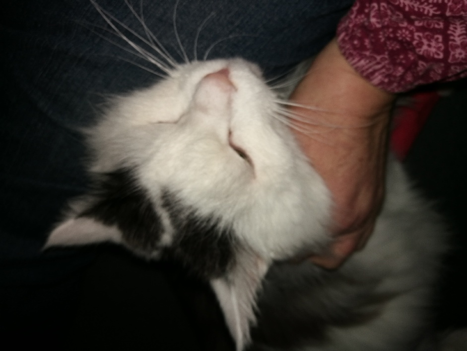 Sibirisk katt Junior