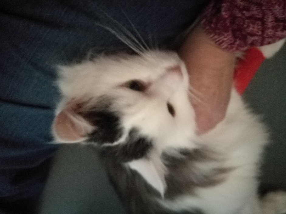 Sibirisk katt Junior