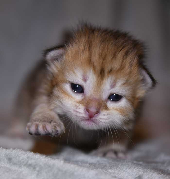 Sibirisk kattunge Florentina