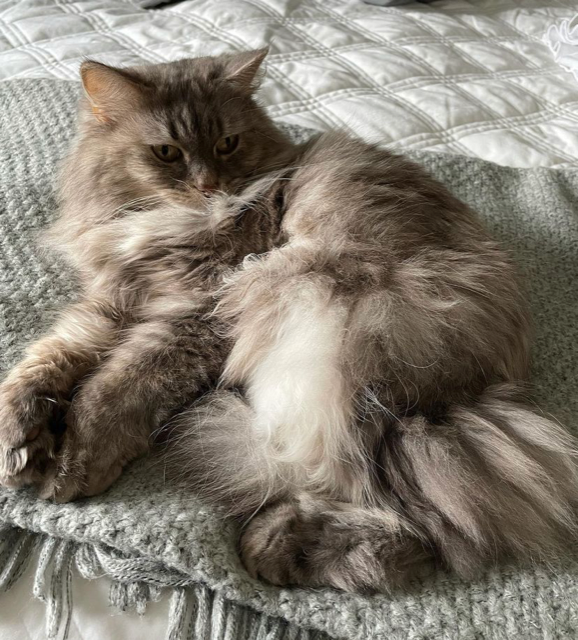 Sibirisk katt Selene
