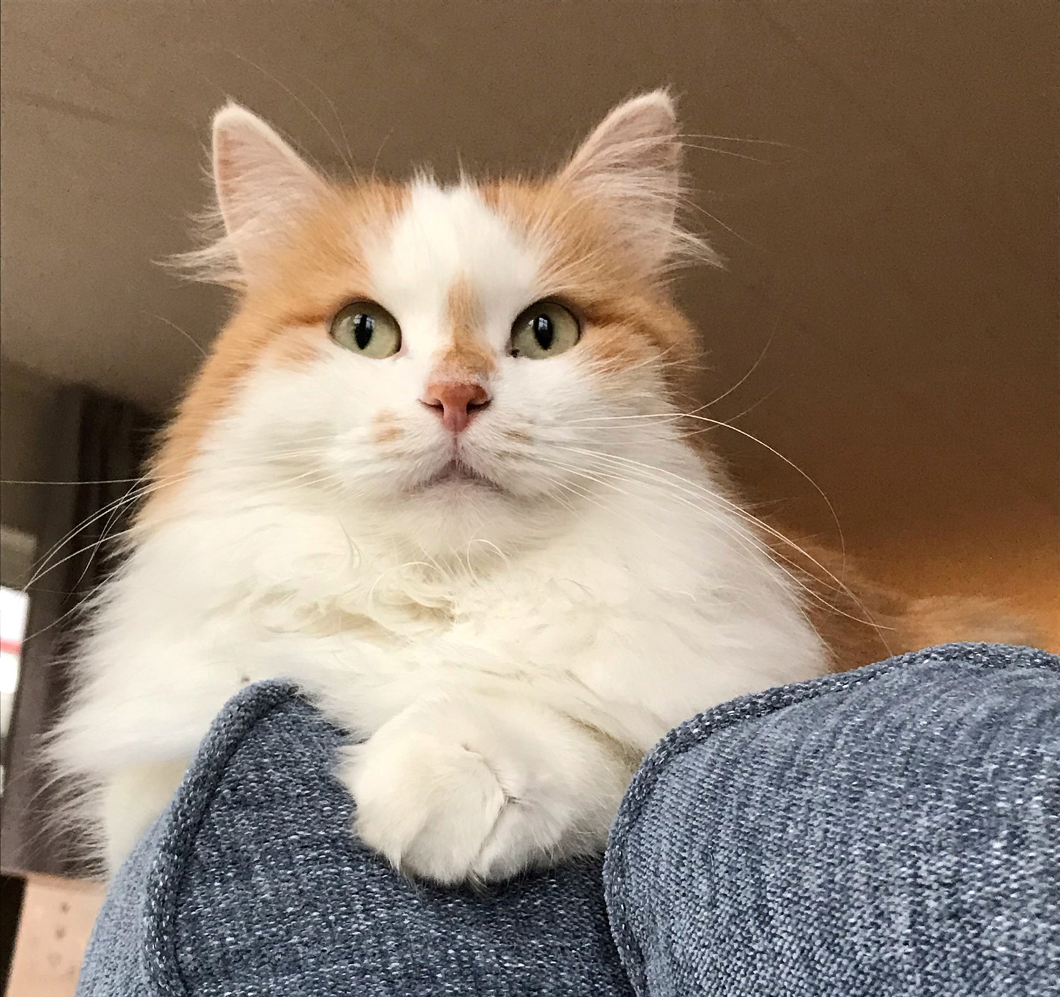Sibirisk katt Tethys