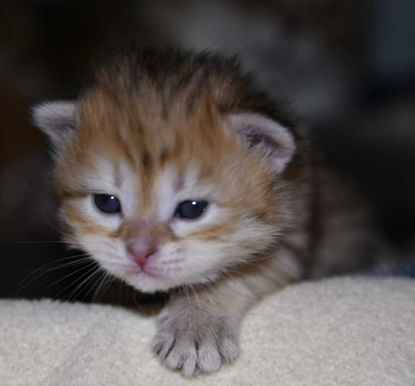 Sibirisk kattunge Florentina