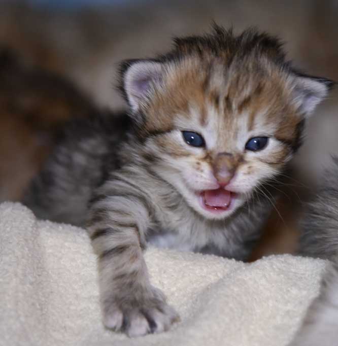 Sibirisk kattunge Fujita