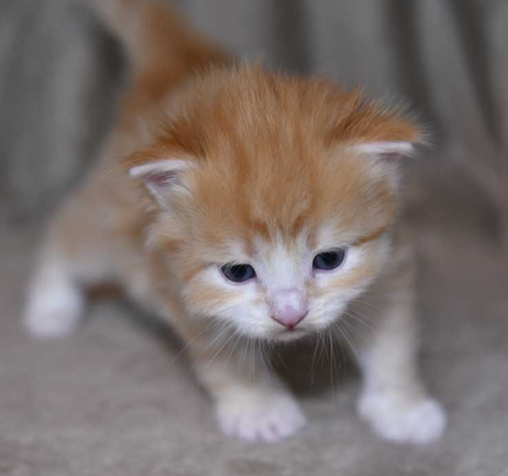 Sibirisk kattunge Flynn