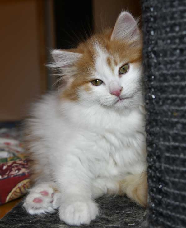 Sibirisk kattunge Elvis