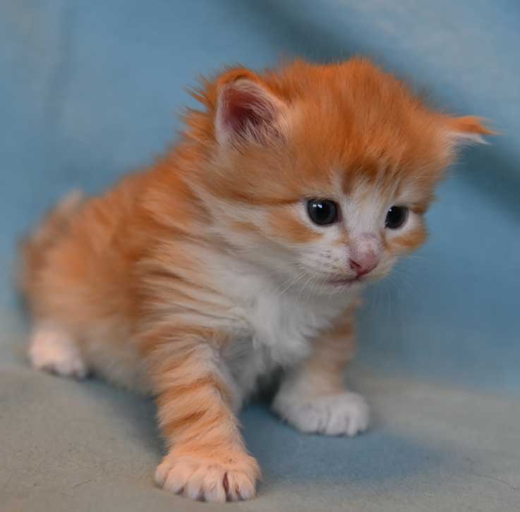 sibirisk kattunge Flynn