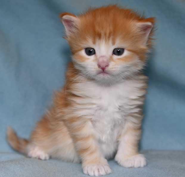 Sibirisk kattunge Flynn