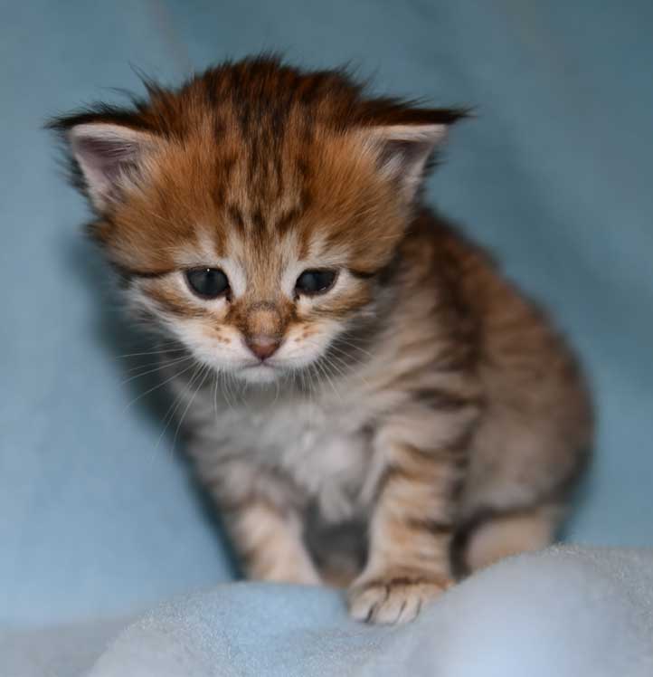 Sibirisk kattunge Fujita