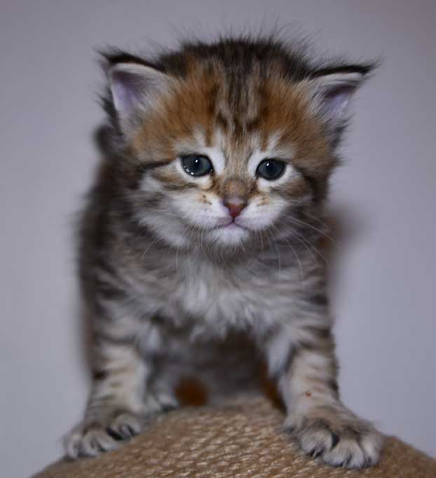 Sibirisk kattunge Fujita