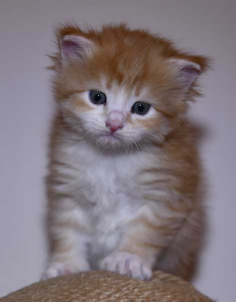 Sibirisk kattunge Flynn