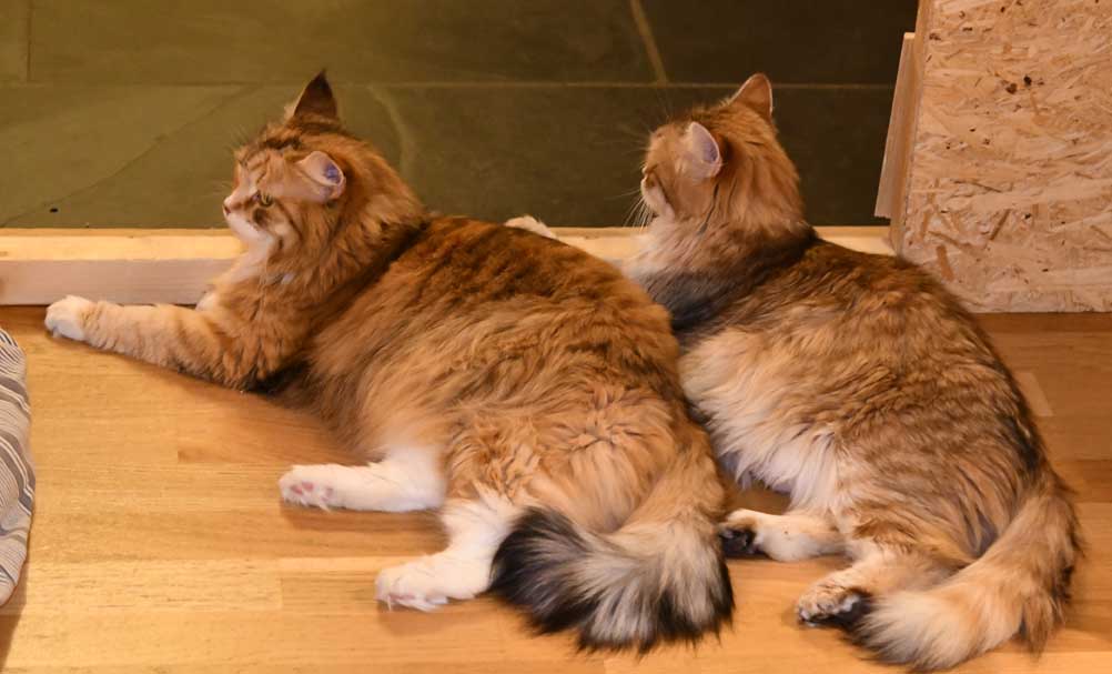 Sibirisk katt Uni och Dani