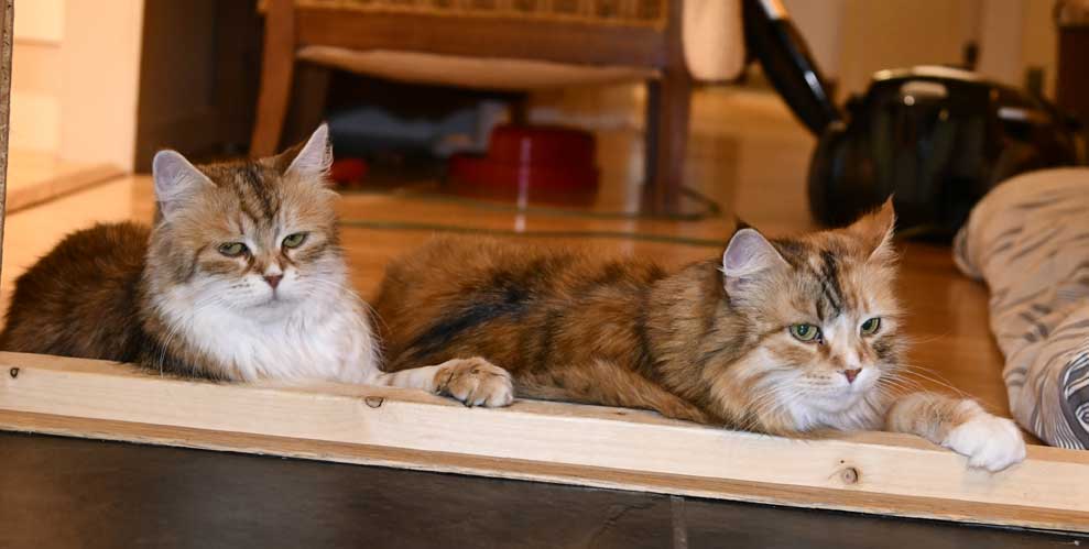 sibirisk katt Uni och Dani
