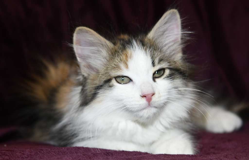 sibirisk kattunge Edda