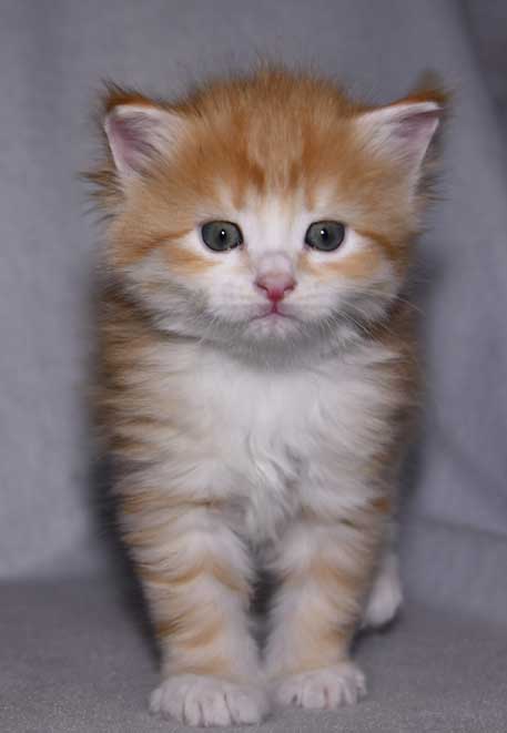 sibirisk kattunge Flynn