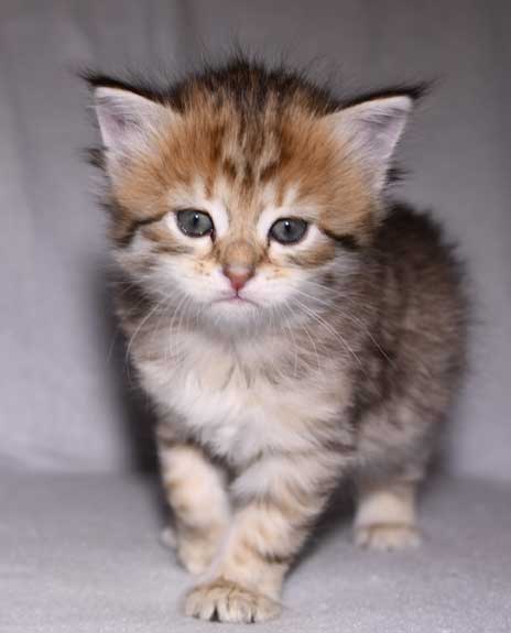 sibirisk kattunge Fujita