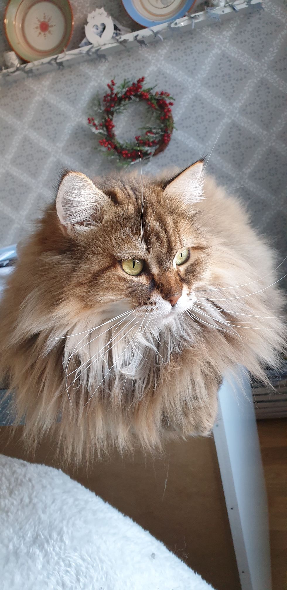 Sibirisk katt Styx
