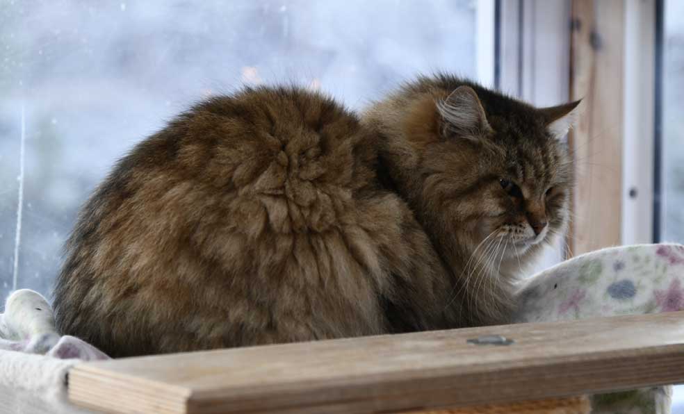 sibirisk katt Gabbie