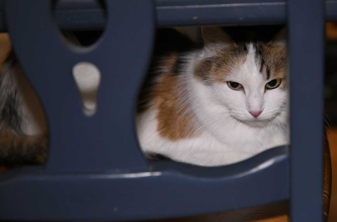 Sibirisk katt Tracie